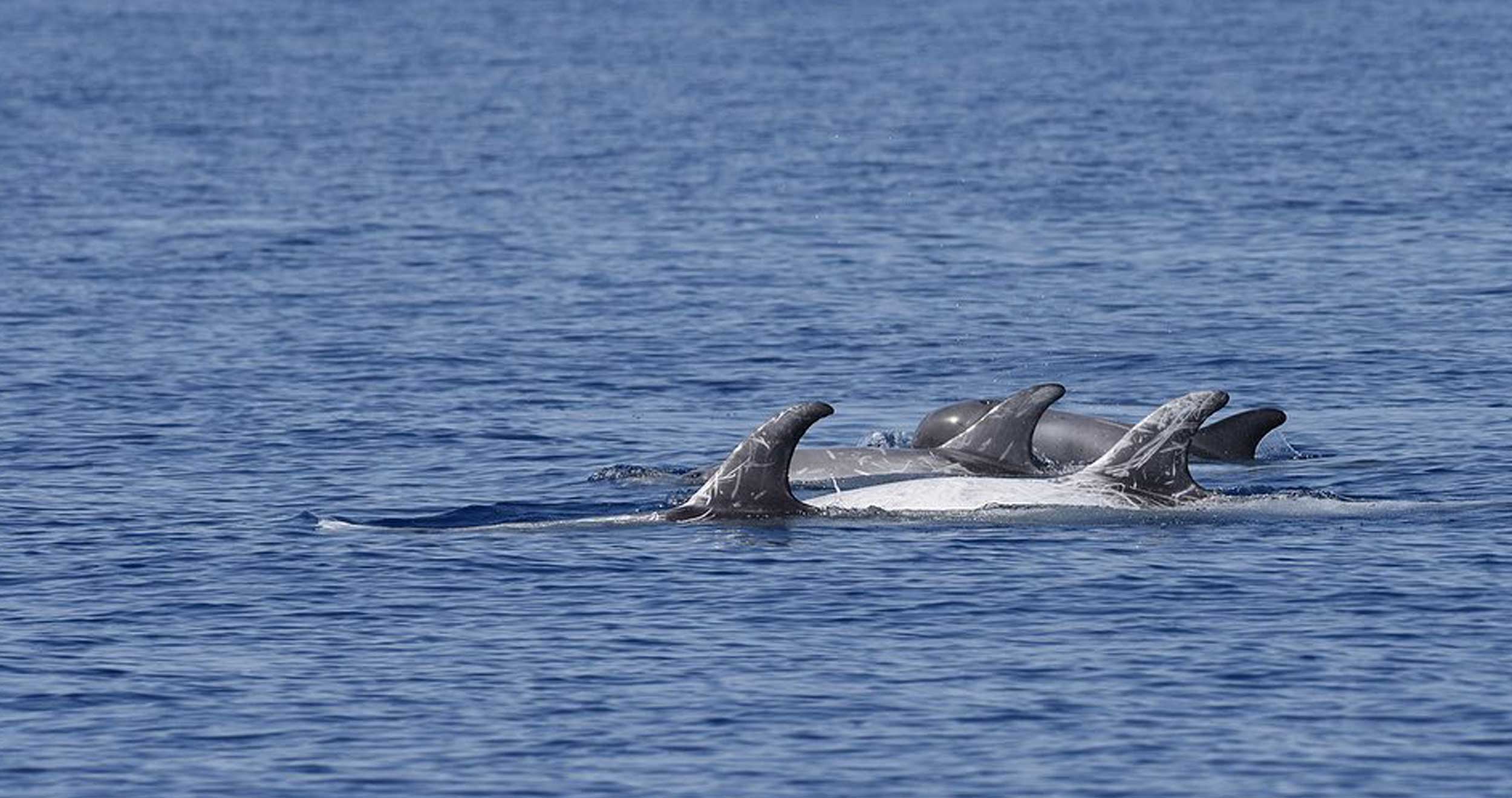 Les dauphins nous ont donné rendez vous